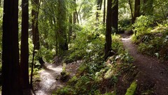Nature Trees dark forests