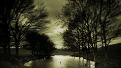 Nature Trees dark outdoors
