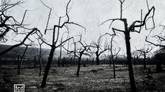 Nature Trees dead fields