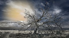 Nature Trees death HDR Photography
