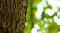 Nature Trees depth of