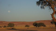 Nature Trees deserts