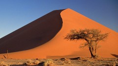Nature Trees deserts Landscapes