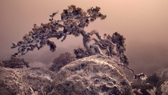 Nature Trees digital art