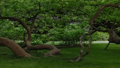 Nature Trees dual screen