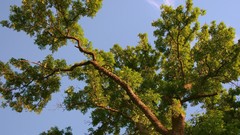 Nature Trees Earth outdoors