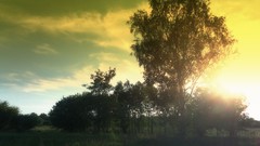 Nature Trees evening Ukraine forests