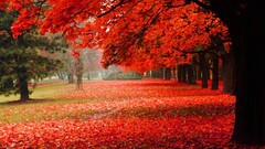 nature Trees fall Park leaves fallen leaves