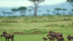 Nature Trees family pigs Kenya wildlife warthog mara