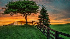 nature Trees fence landscape grass sunlight