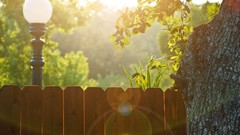 Nature Trees fences bokeh sunlight lens flare depth of field 
