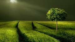 Nature Trees fields overcast