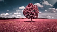 Nature Trees fields Recolor