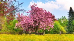 Nature Trees fields spring