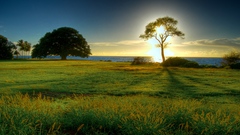 Nature Trees fields sunlight