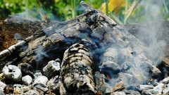 Nature Trees fire Wood