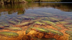 Nature Trees fish underwater lakes national geographic