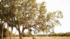 Nature Trees Florida