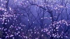 Nature Trees Flowers