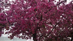 Nature Trees Flowers