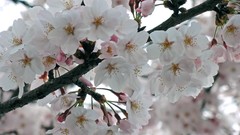 Nature Trees Flowers