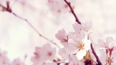 Nature Trees Flowers