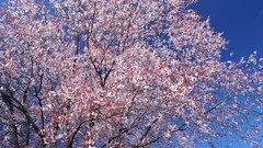 Nature Trees Flowers