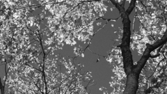 Nature Trees Flowers