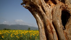 Nature Trees Flowers depth