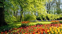 Nature Trees Flowers Garden