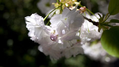 Nature Trees Flowers macro