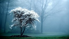 Nature Trees fog