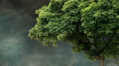 Nature Trees fog mist