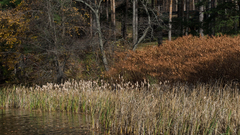 Nature Trees forest pond