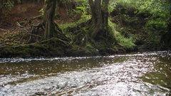 Nature Trees forest rivers