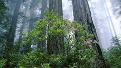 Nature Trees forest woods