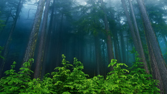 Nature Trees forests