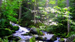 Nature Trees forests