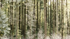 Nature Trees forests