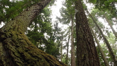 Nature Trees forests