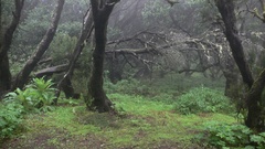 Nature Trees forests