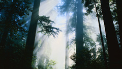 Nature Trees forests