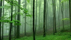 Nature Trees forests