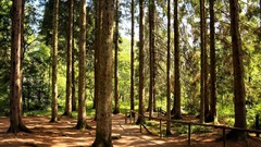 Nature Trees forests