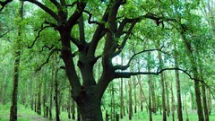 Nature Trees forests