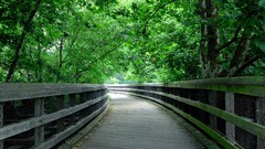 Nature Trees forests