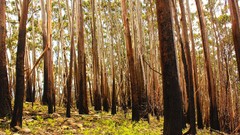 Nature Trees forests