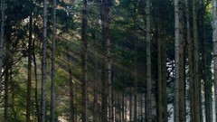 Nature Trees forests