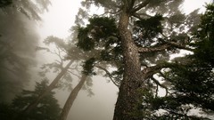 Nature Trees forests