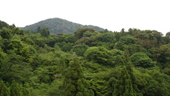 Nature Trees forests